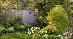 backyard garden