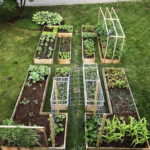 backyard design with vegetable garden