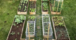 backyard design with vegetable garden