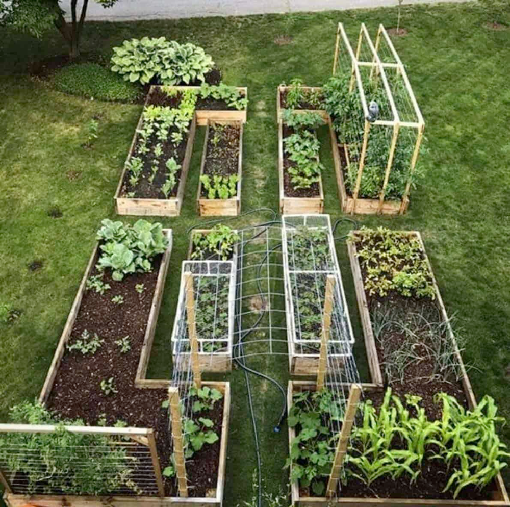 Transform Your Backyard with a Stunning
Vegetable Garden Design