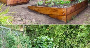 backyard design with vegetable garden