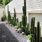 backyard designs landscaping