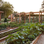 backyard garden