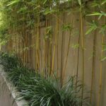 backyard design bamboo