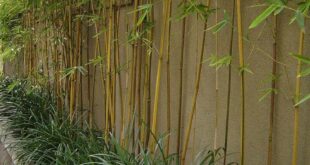 backyard design bamboo