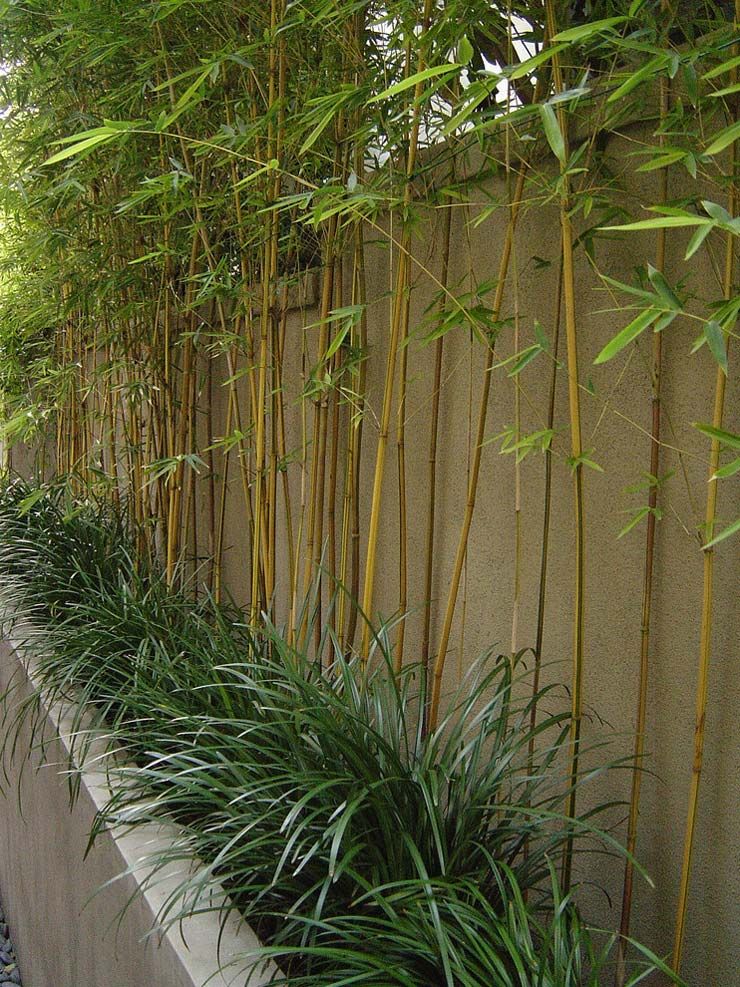 Bamboo Brilliance: Transforming Your
Backyard with Stunning Design Ideas