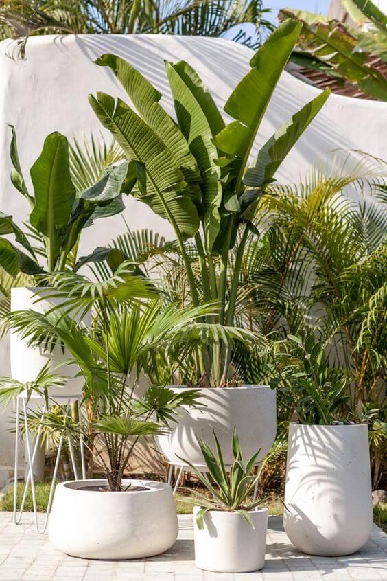 Bringing the Tropics Home: Transforming
Your Backyard with Tropical Design