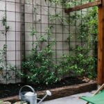 backyard design cheap