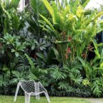 backyard design tropical