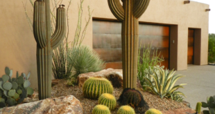 backyard design desert