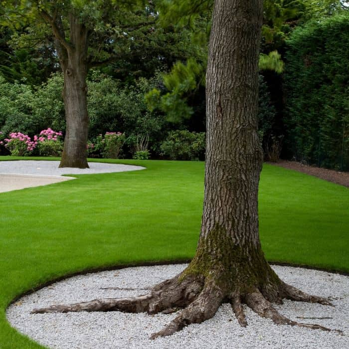 Creating a Serene Oasis: Backyard Design
Tips for Maximizing Space Around Trees