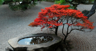 zen garden backyard design