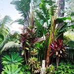 backyard design tropical