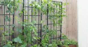 backyard design with vegetable garden