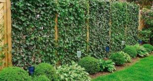 backyard garden design fence