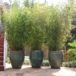 backyard design bamboo