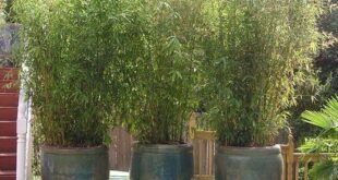 backyard design bamboo