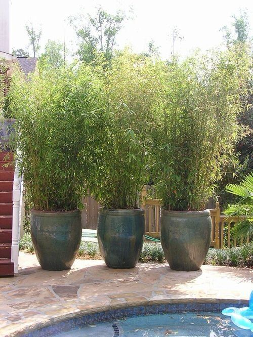 Exploring the Beauty and Benefits of
Bamboo in Backyard Design