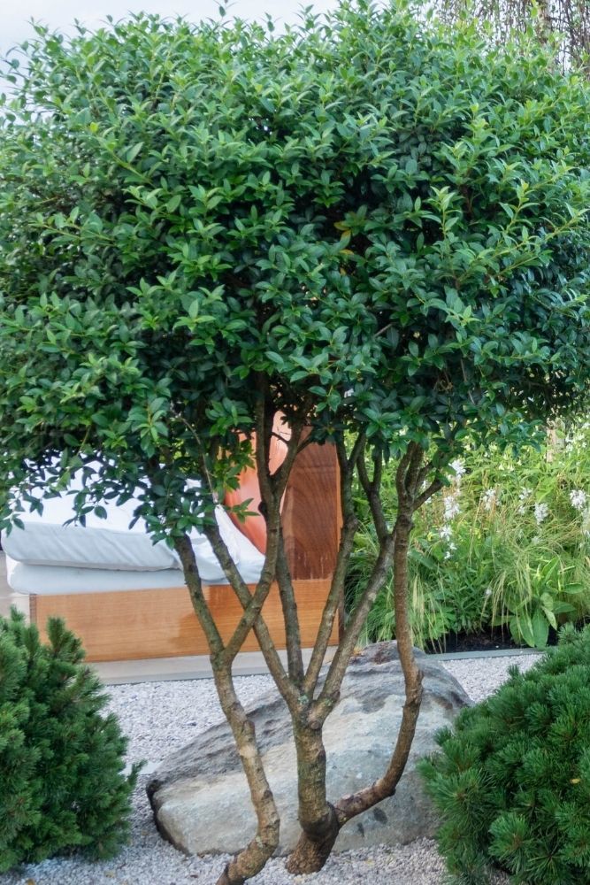 The Beauty and Benefits of Trees in
Backyard Design