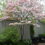 backyard design trees