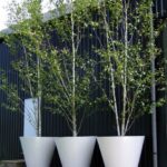 backyard design trees