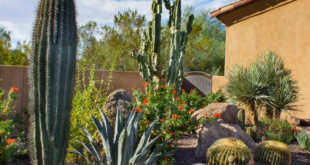 backyard design desert