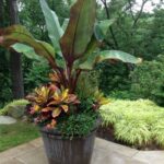 tropical landscape design backyard