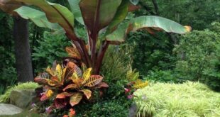 tropical landscape design backyard