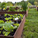 backyard design with vegetable garden