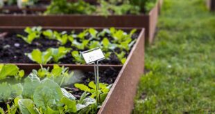 backyard design with vegetable garden