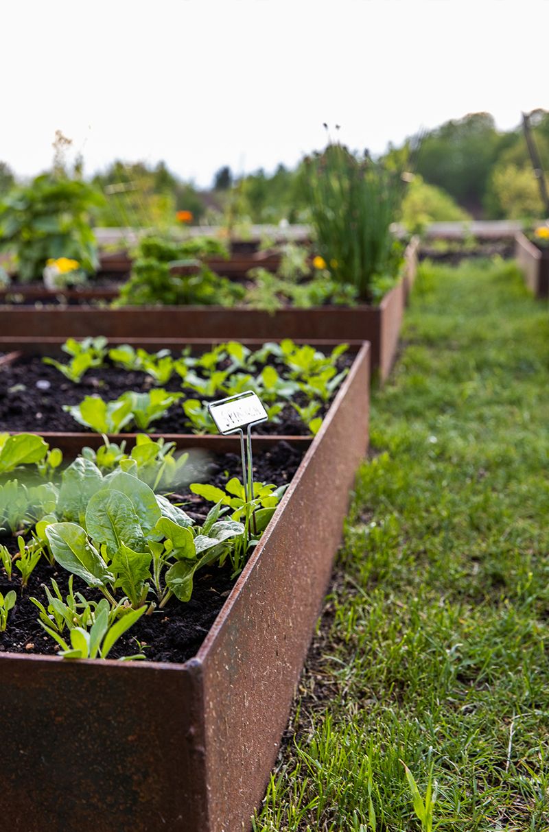 Transforming Your Backyard into a Lush
Oasis: Integrating a Vegetable Garden for Stunning Design and Sustainable
Living