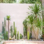 backyard design desert