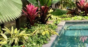 tropical landscape design backyard