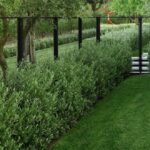 backyard design fence