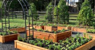 backyard garden