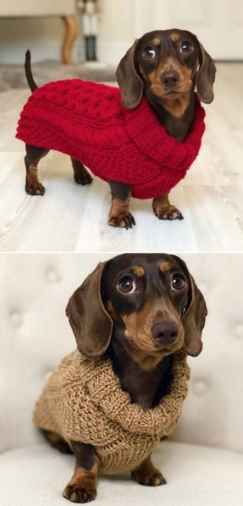 Knitted Dog Sweater Patterns You’ll Love