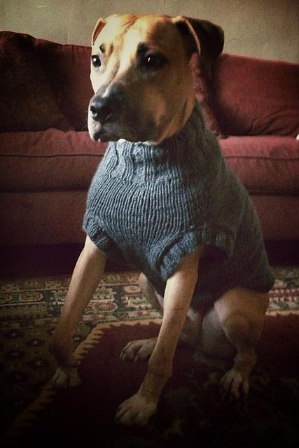 The Ozzie large dog sweater pattern by Jenna Greer