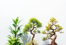 Elevate Your Outdoor Space: The Art of Combining Patio Plants with Bonsai Trees